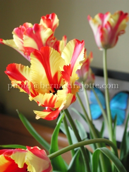 QC-TULIPDSCN2817