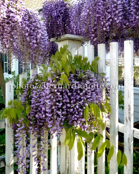 US-WISTERIA