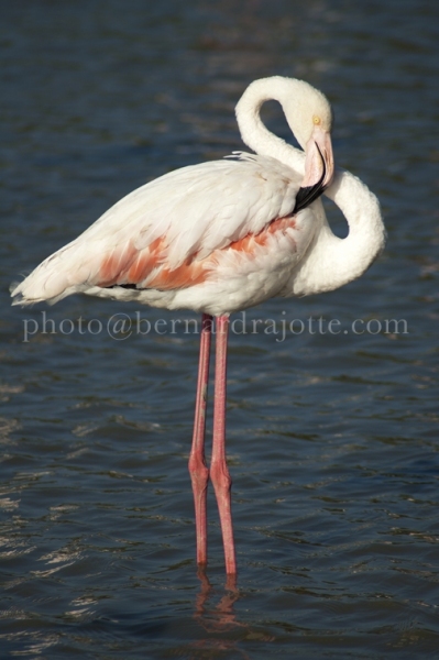 FLAMAND-ROSE_EU11_650