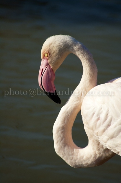 FLAMAND-ROSE_EU11_677