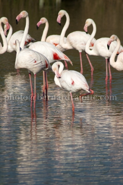 FLAMANDS-ROSES_EU11_659