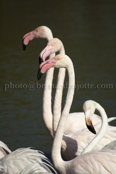 FLAMANDS-ROSES_EU11_688